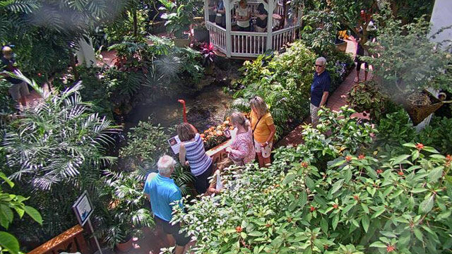 Key West Butterfly Cam